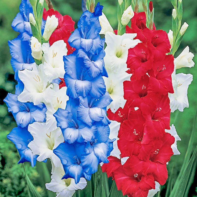Summer Blue and White Gladiolus Flowers for Garden Beds