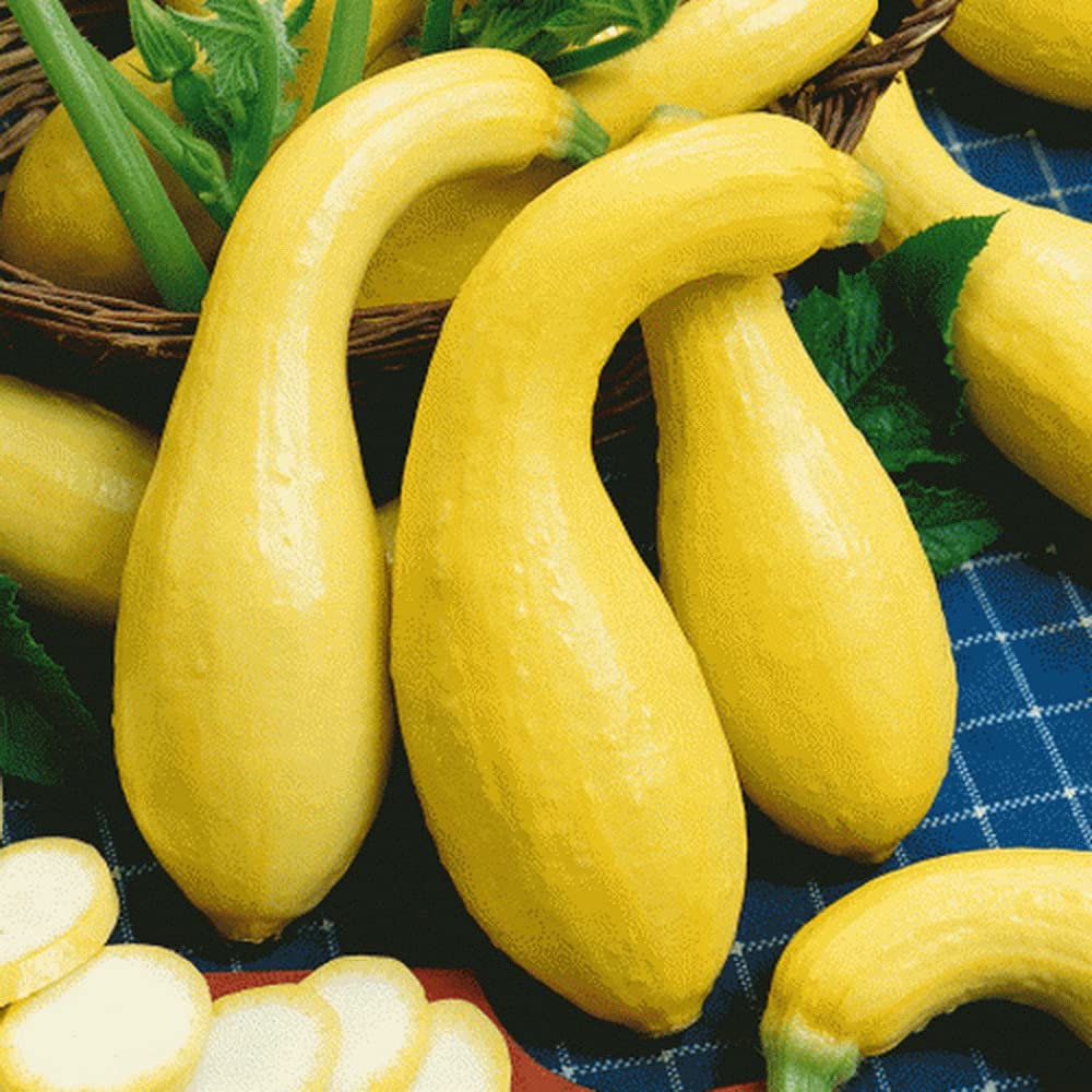 Summer Crookneck Yellow Squash seeds for home gardens