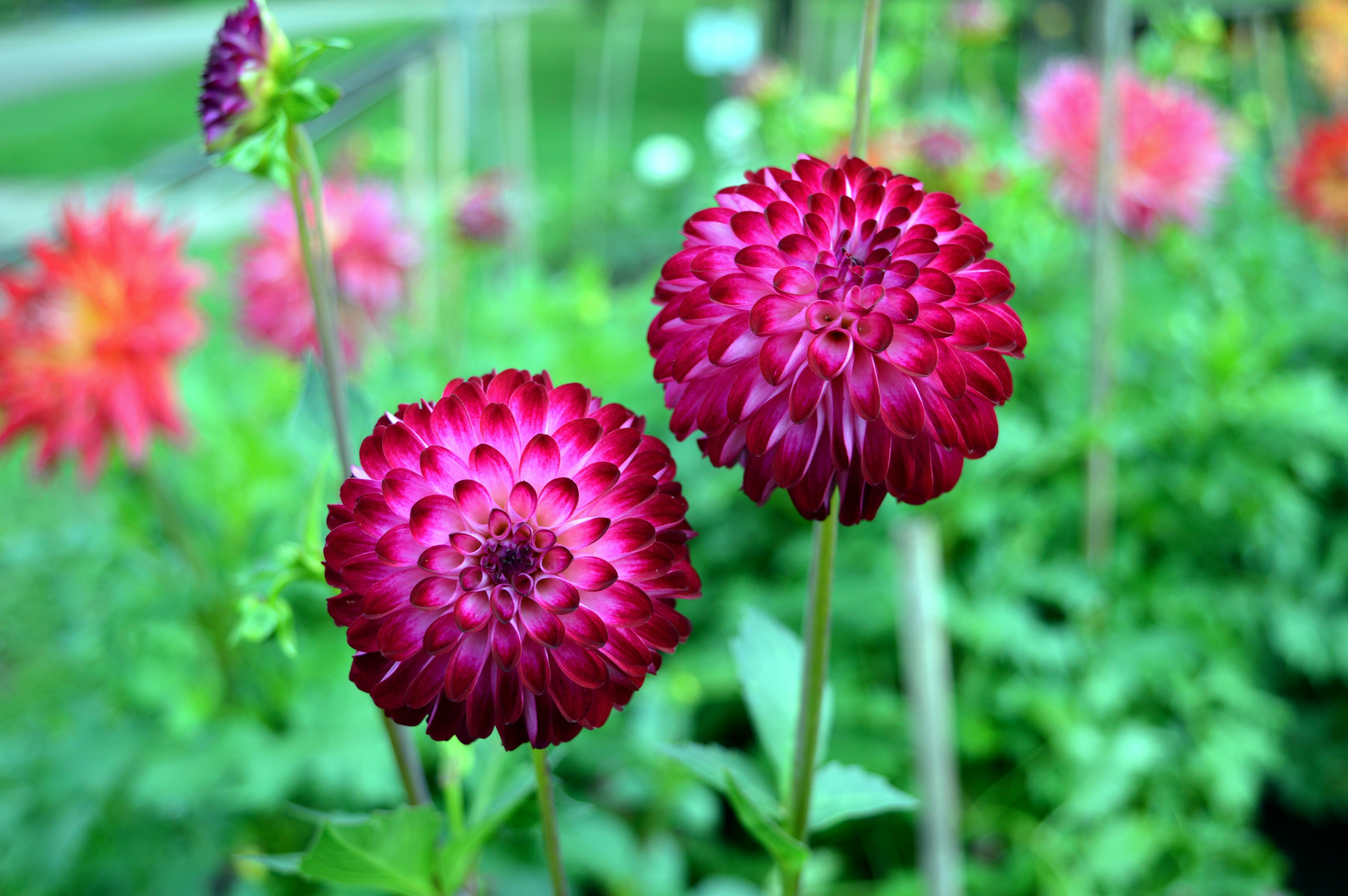 Summer Dahlia Plants for Bright Garden Displays