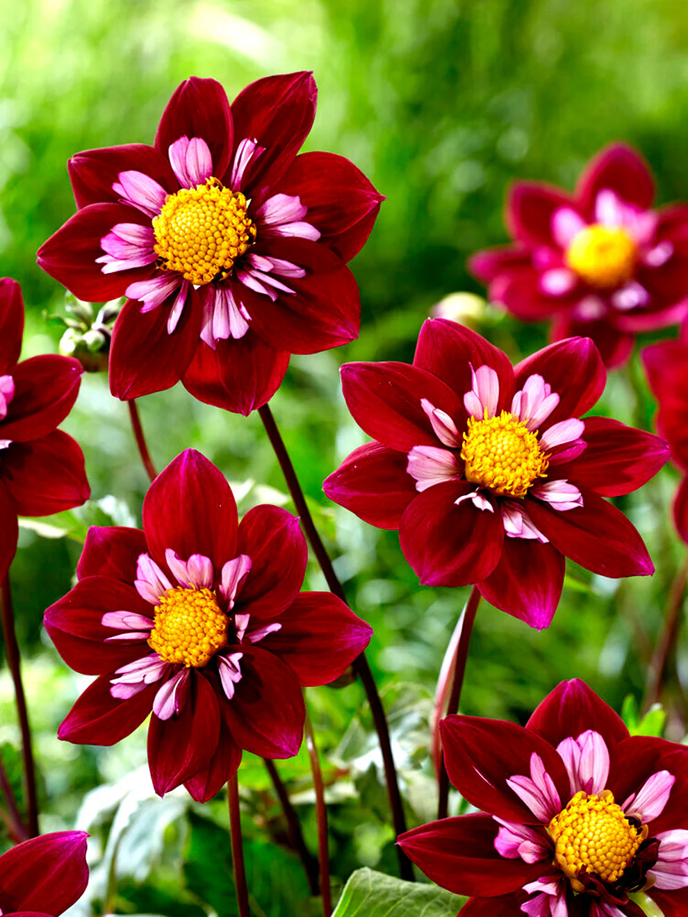 Summer Garden with Night Butterfly Dahlias