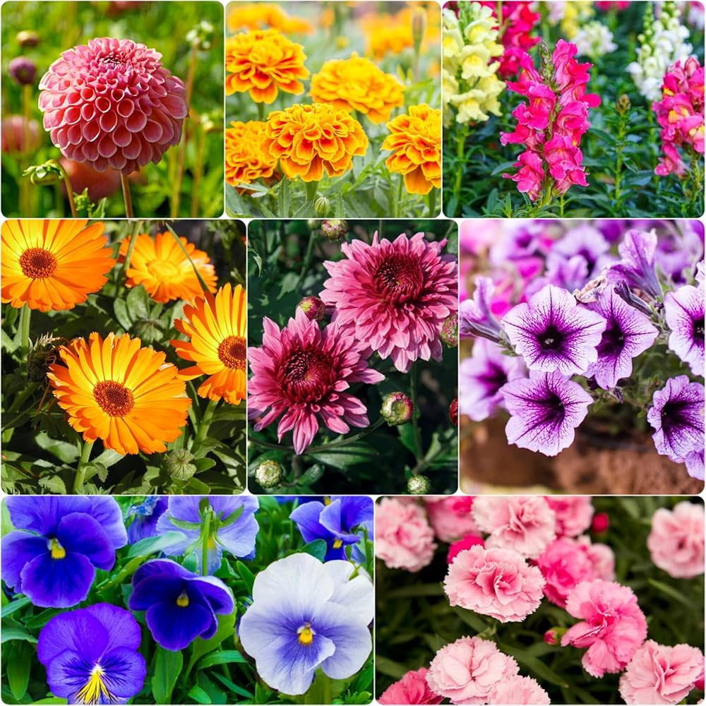 Summer Flower Garden Mix for easy planting