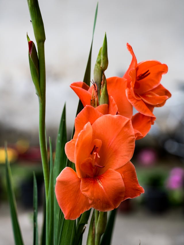 Summer Garden with Yellow and Orange Gladiolus