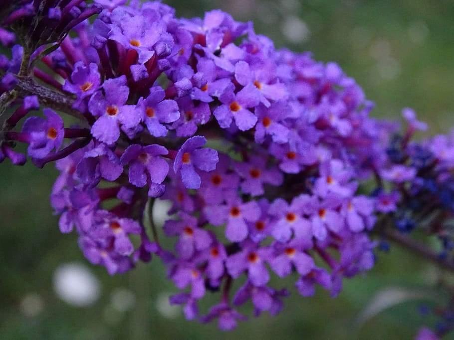 Butterfly-Friendly Buddleja Seeds