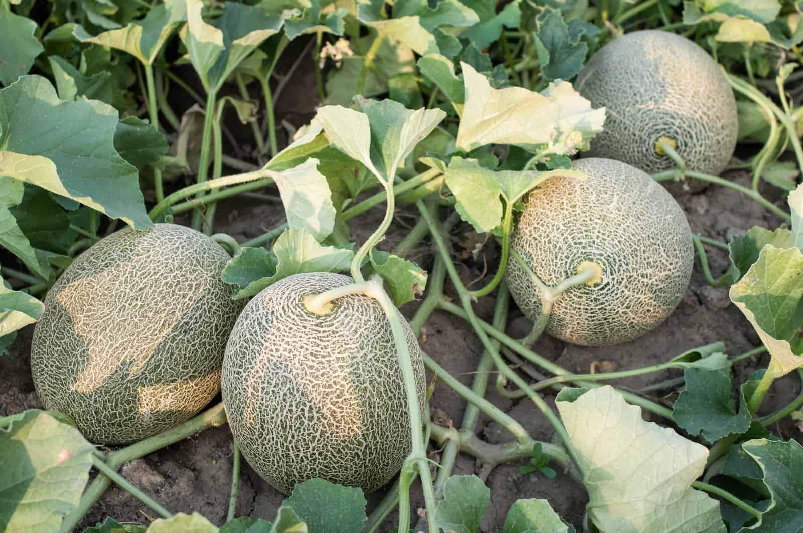 Summer Muskmelon Seeds for Backyard Planting