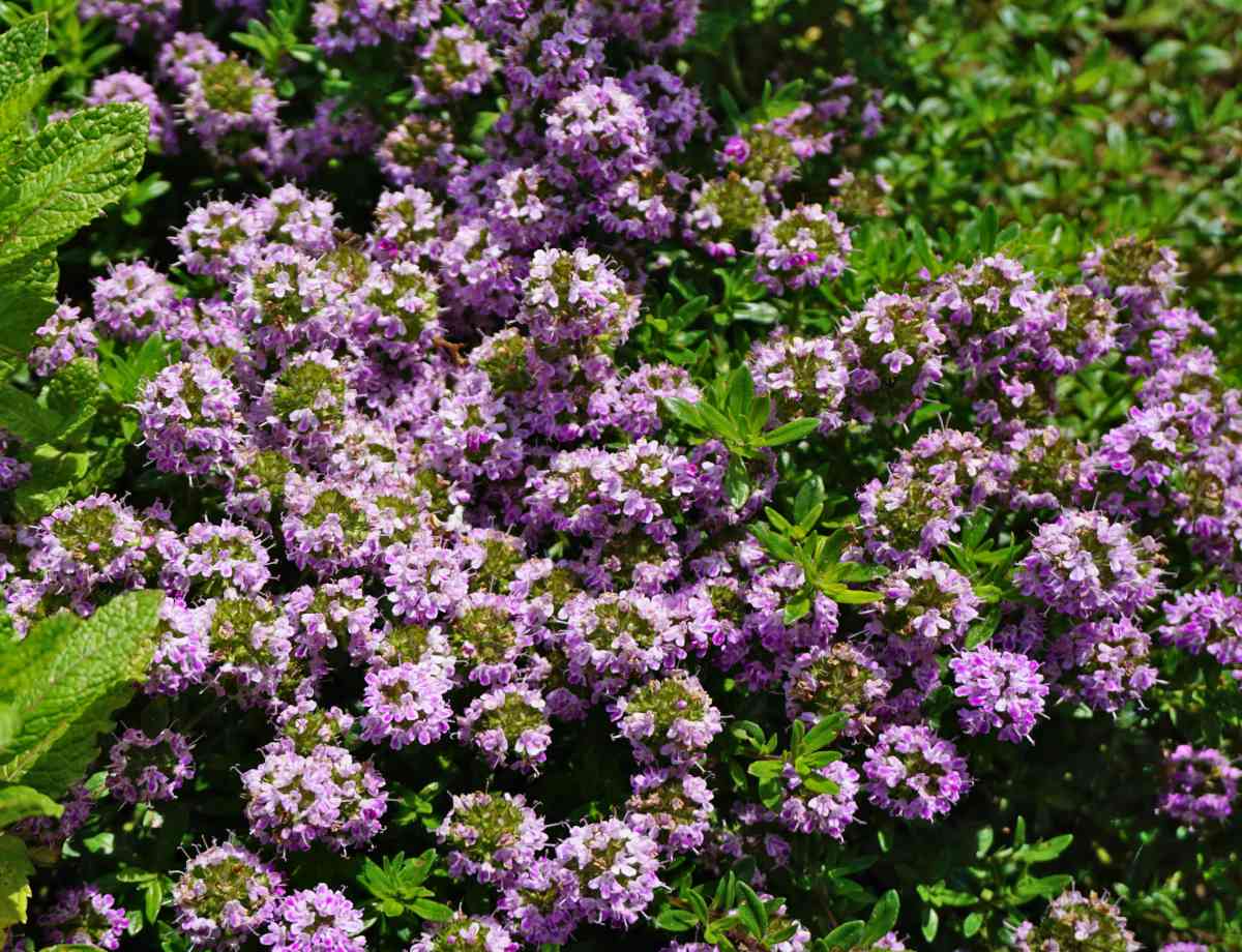 Aromatic leaves of Summer Savory plants grown from non-GMO seeds