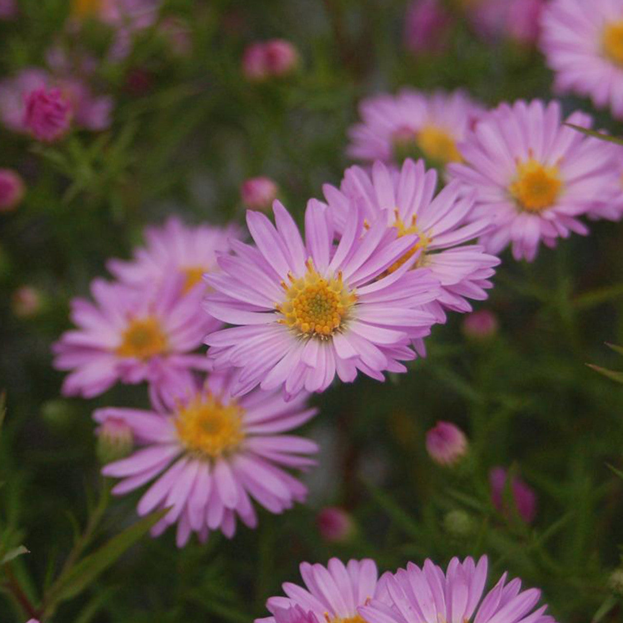 Summer Soft Pink Aster Flowers for Garden Beds