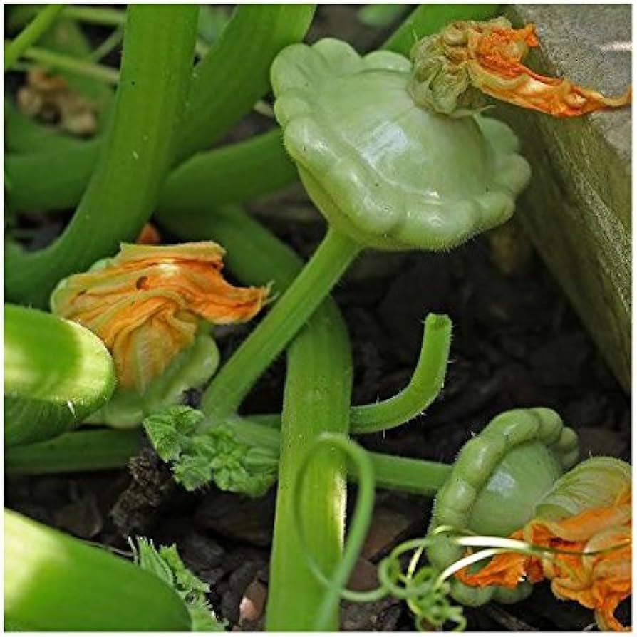Summer Velvet Bennings Green Tint squash seeds for planting