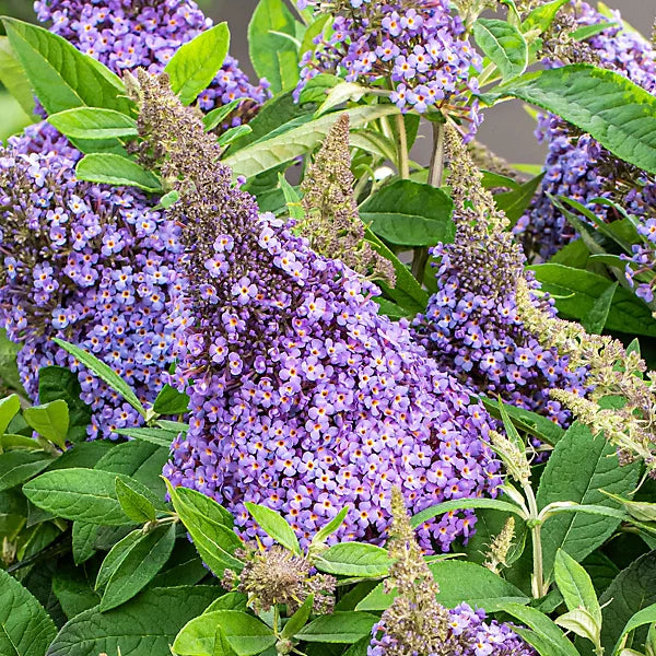 Summer Violet Buddleia Flowers for Garden Beds