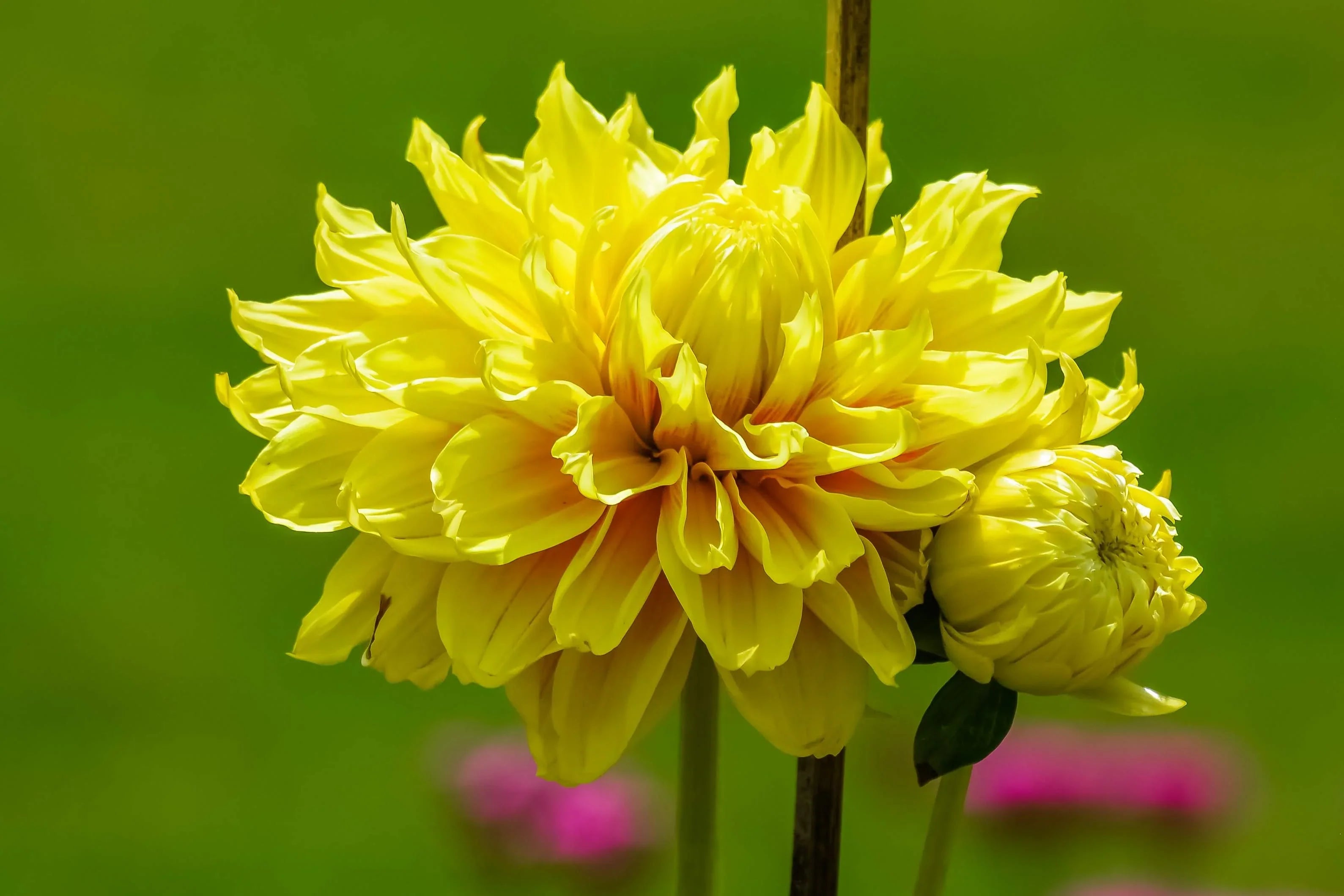 Summer Two-Color Yellow Dahlia Flowers for Garden Beds