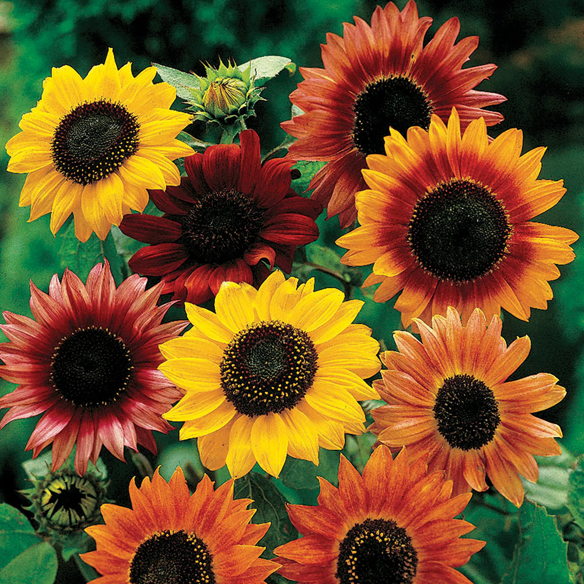 Mixed SunFlower seeds for Planting - Compact Growth, Heirloom & GMO Free Seeds for Home Garden
 
 Sale seeds for home garden