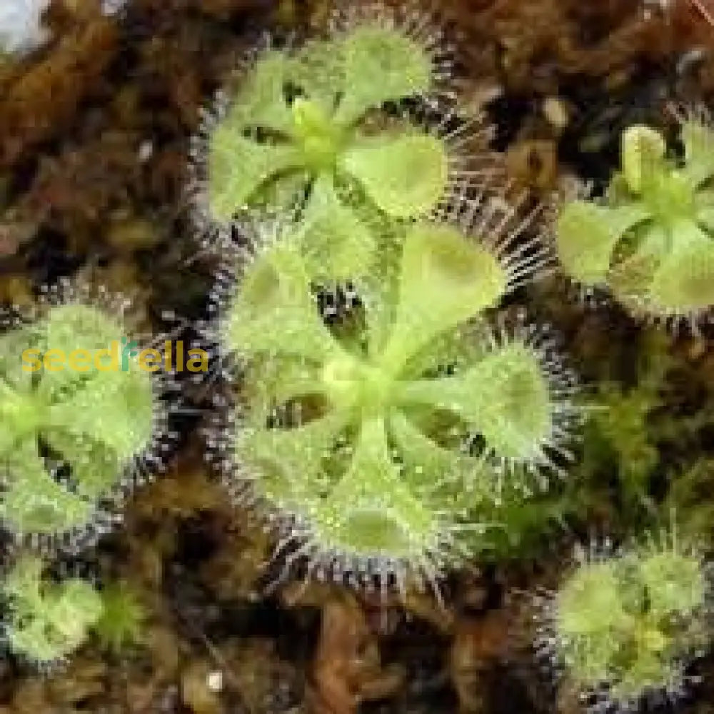 Sundew Plant Seeds Planting Light Green