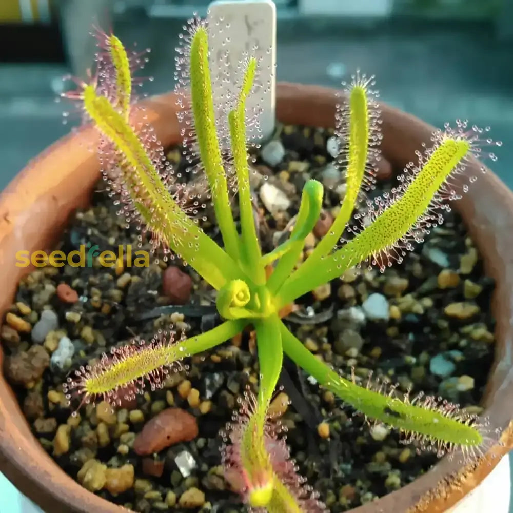 Sundew Plant Seeds Planting Light Green