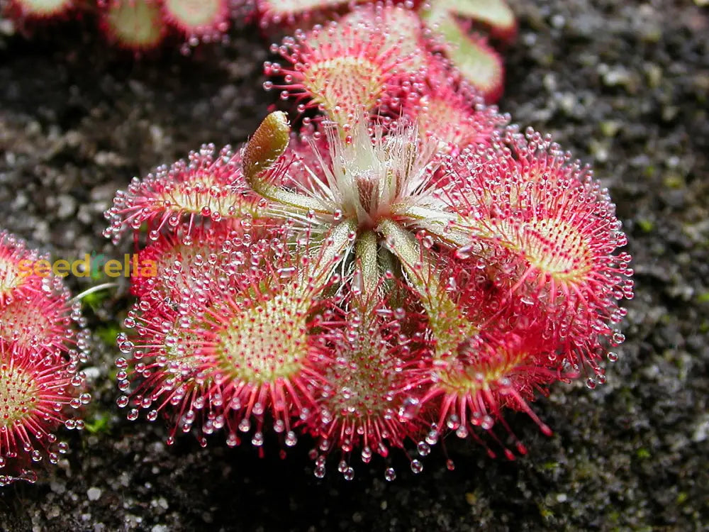 Sundew Planting Seeds Mixed