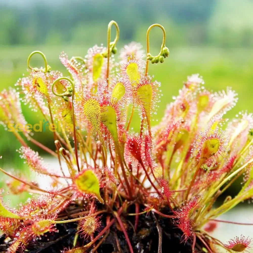 Sundew Seeds Drosera Capensis Tropical Perennial Gmo Free Indoor Outdoor Pots Containers Herb Best