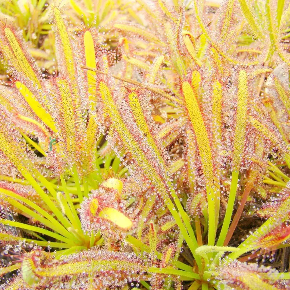 Sundew Seeds Drosera Carnivorous Plants Unique Method Of Capturing Insects Ornamental For Indoor