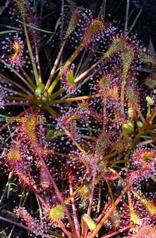 Sundew Seeds For Planting - Carnivorous Plant Seeds