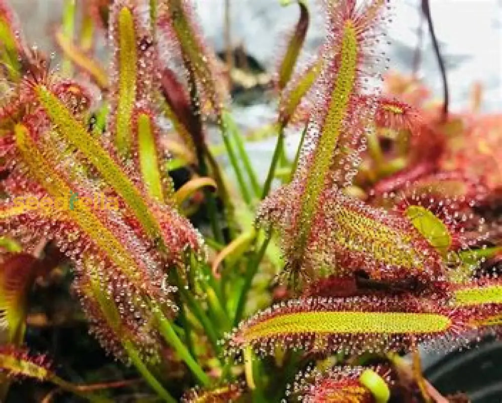 Sundew Seeds For Planting - Carnivorous Plant Seeds