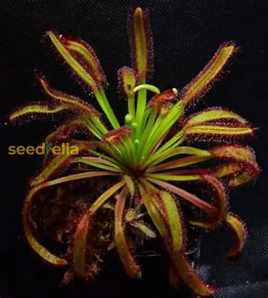 Sundew Seeds For Planting - Carnivorous Plant Seeds