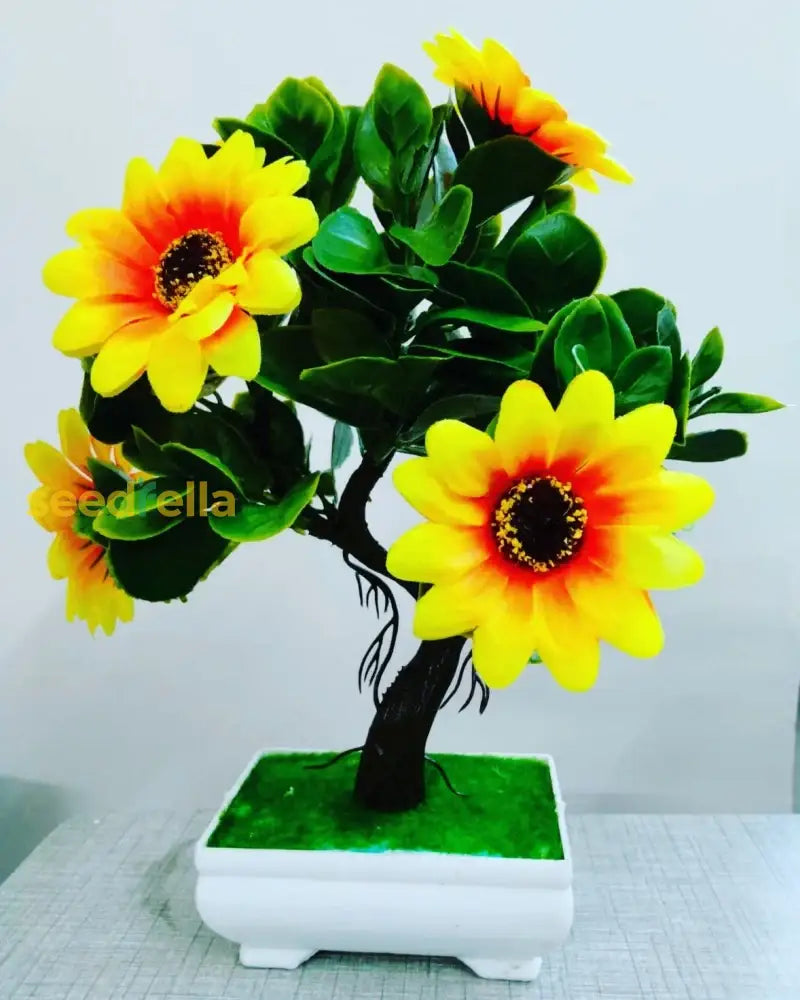 Sunflower Bonsai Planting Flower Seeds Black