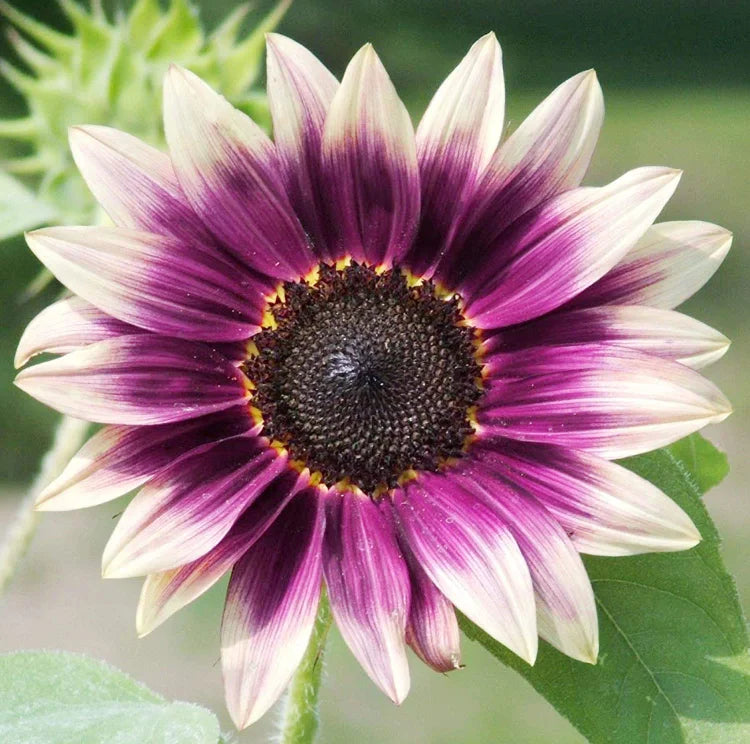 Sunflower Cream Violet Flower Seeds for Planting and Gardening