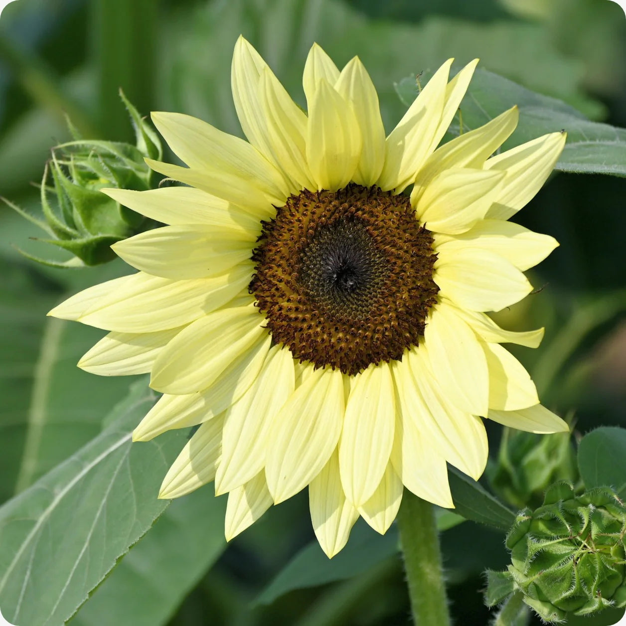 Lemon Sunflowers growing in sunny garden