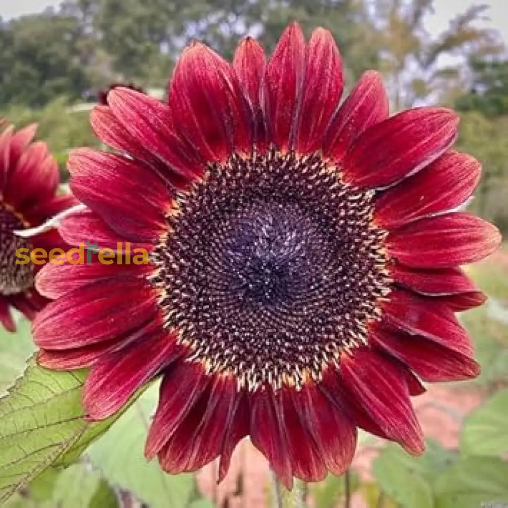 Sunflower Flower Planting Seeds Pink