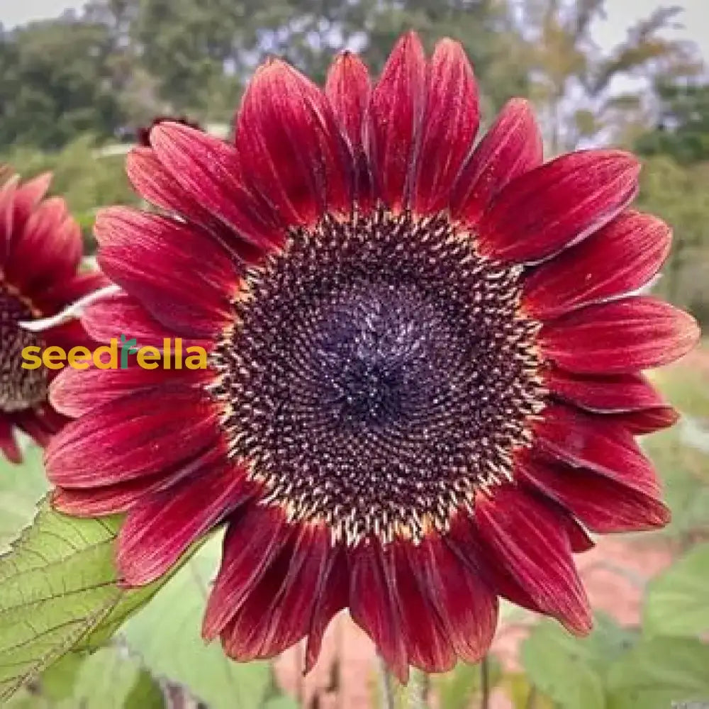 Sunflower Flower Planting Seeds Pink