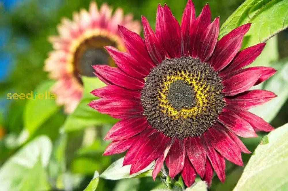 Sunflower Flower Planting Seeds Pink