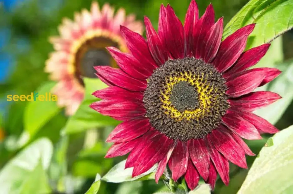 Sunflower Flower Planting Seeds Pink