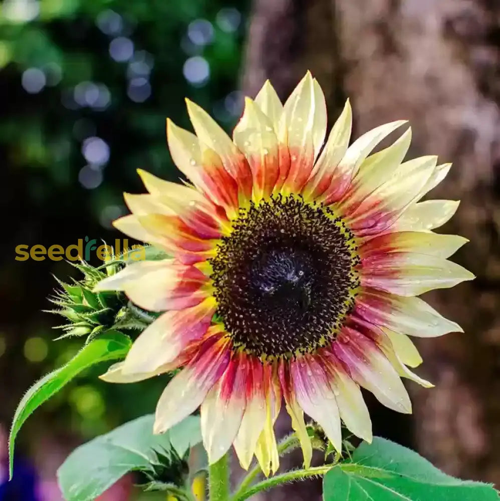 Sunflower Flower Seeds Burgundy For Planting