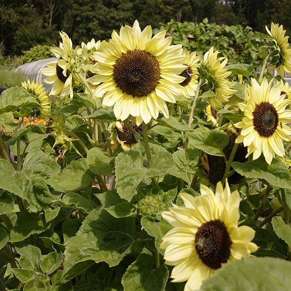 Sunflower Flower Seeds for Garden – Cream Variety
