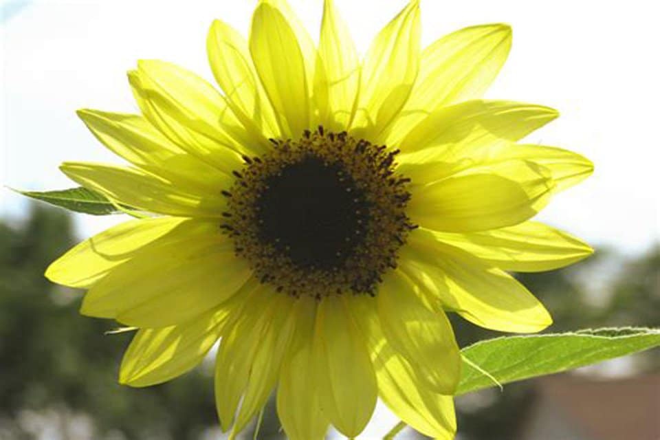 Yellow Lemon Sunflower growing in pot