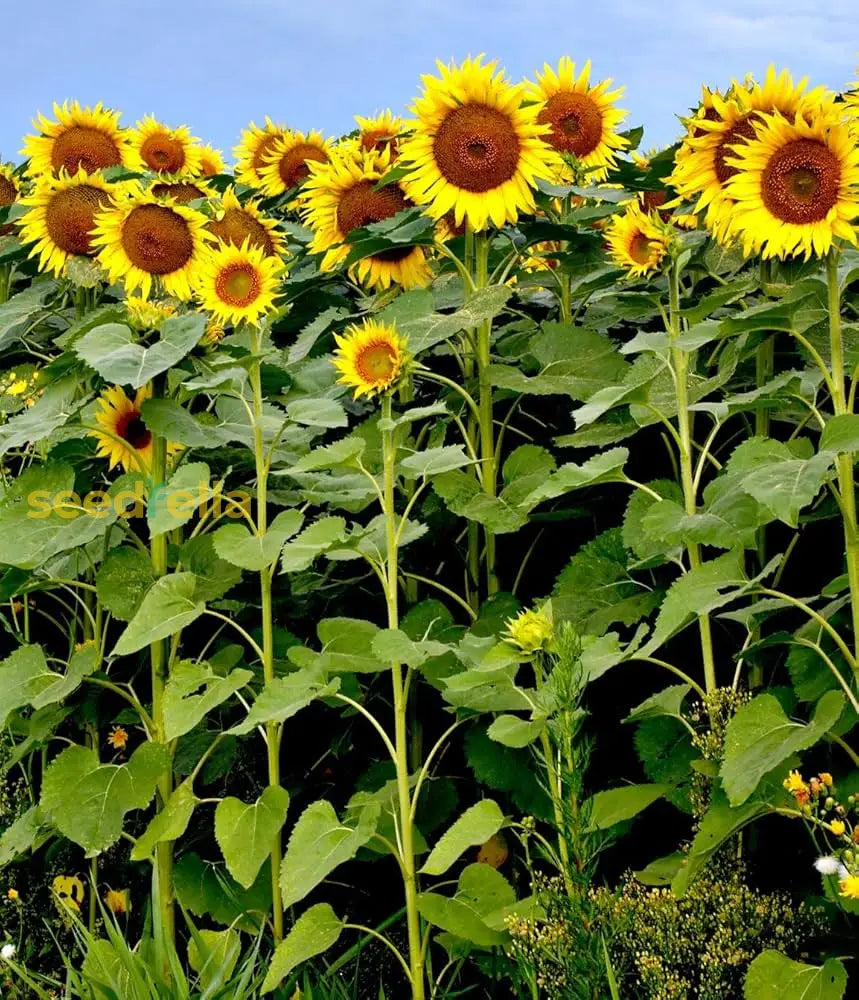 Sunflower Seeds For Planting - Bright Yellow Variety Flower