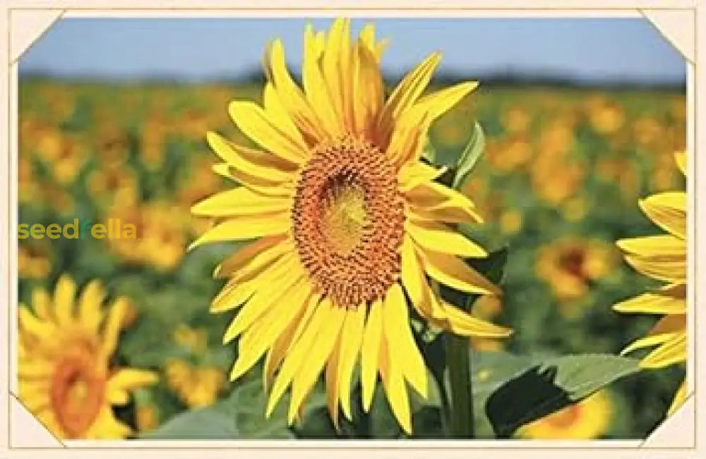 Sunflower Seeds For Planting - Bright Yellow Variety Flower