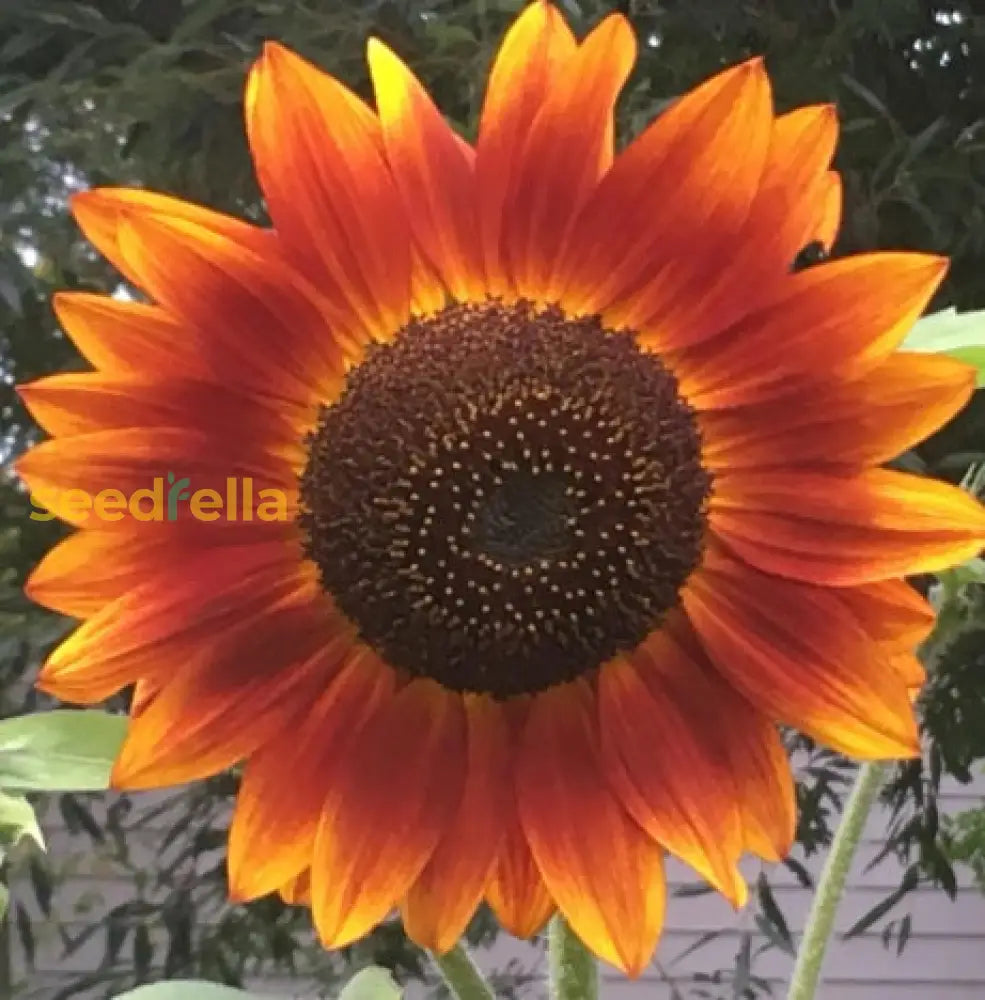 Sunflower Seeds For Planting - Yellow & Brown Varieties