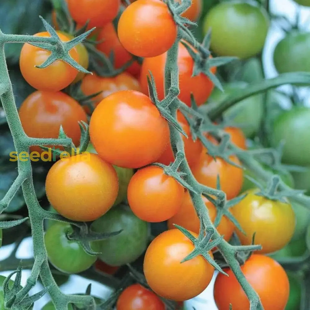 Sungold Tomato Planting Seeds - Grow Delicious Tomatoes Vegetable Seeds