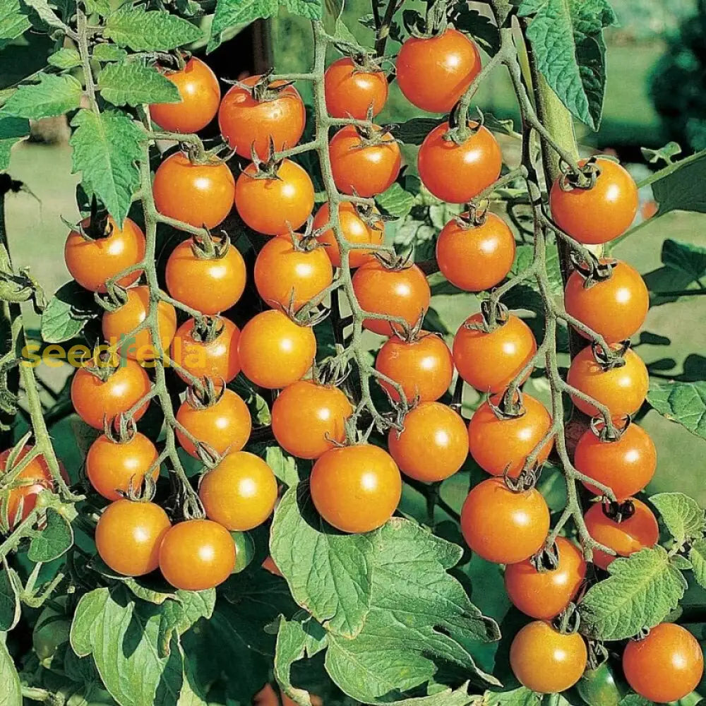 High quality Sungold Tomato vegetable seeds closeup