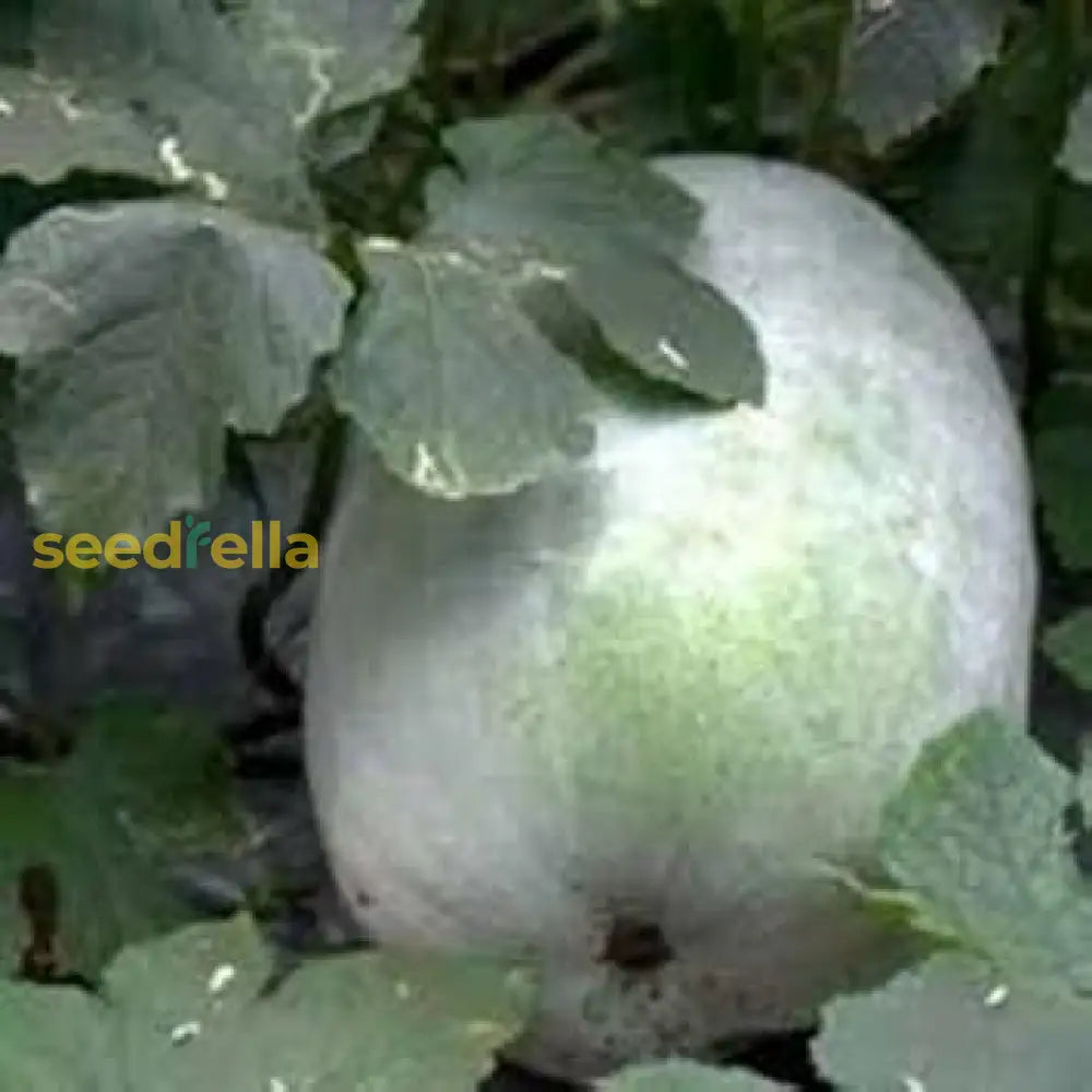 Super Big Winter Melon Seeds For Planting  Premium Vegetable Seeds