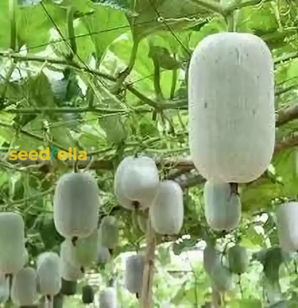 Super Big Winter Melon Seeds For Planting  Premium Vegetable Seeds