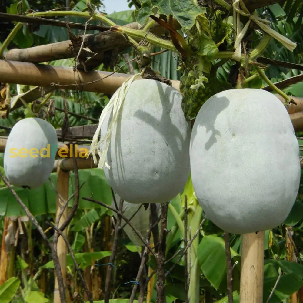 Super big winter melon seeds for planting