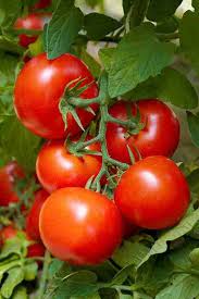 Super Fantastic tomato growing guide
