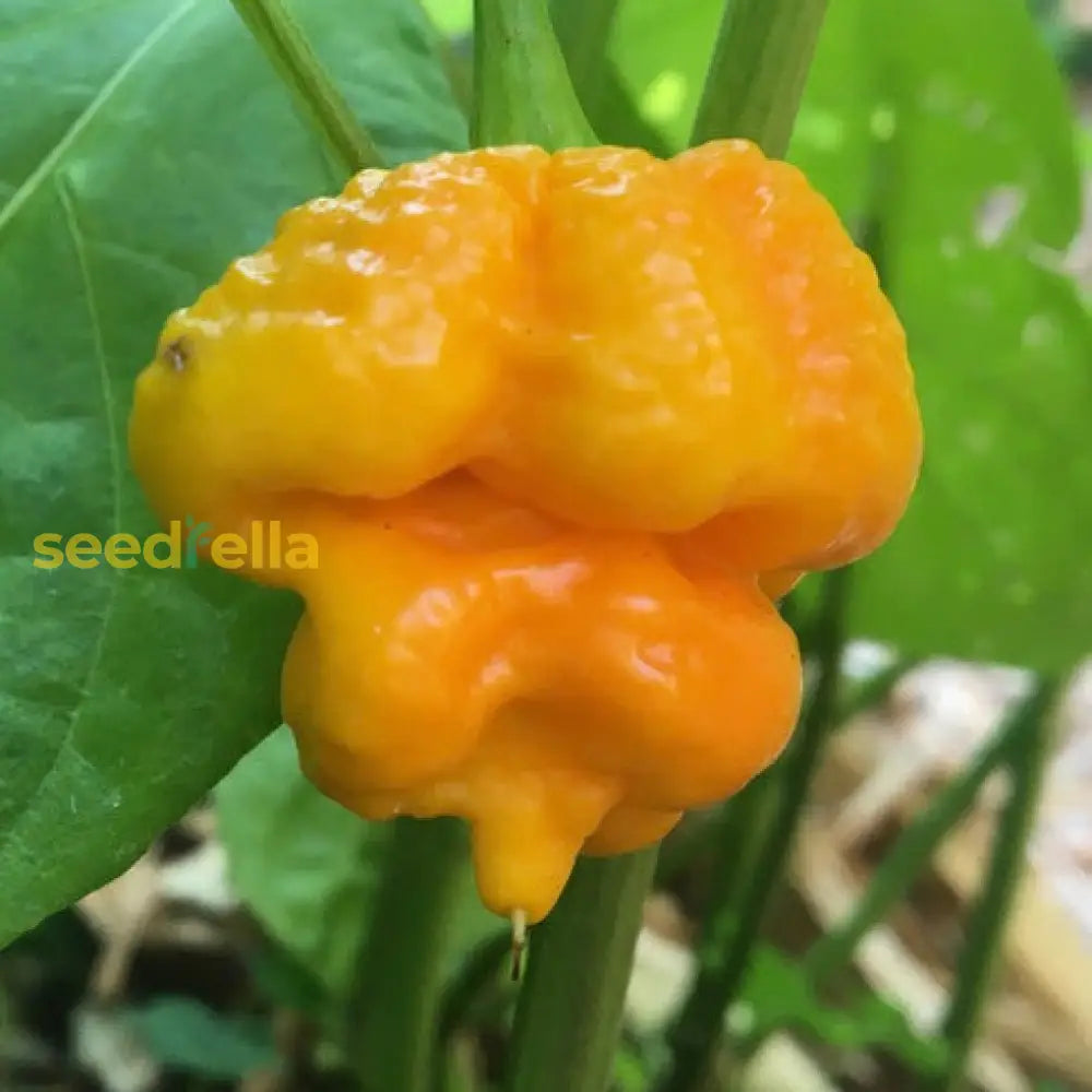 Super hot Moruga Orange pepper variety