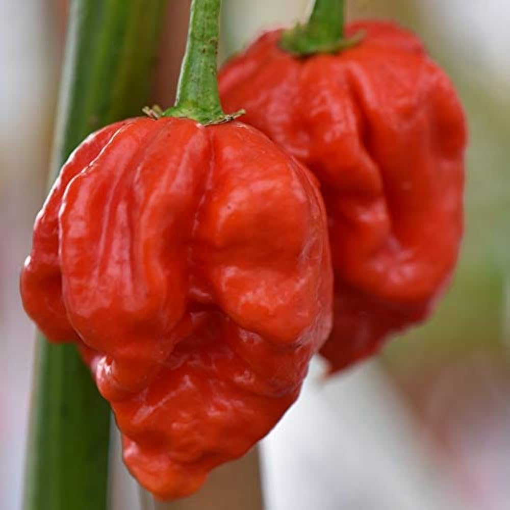 Super hot pepper seeds for backyard gardeners