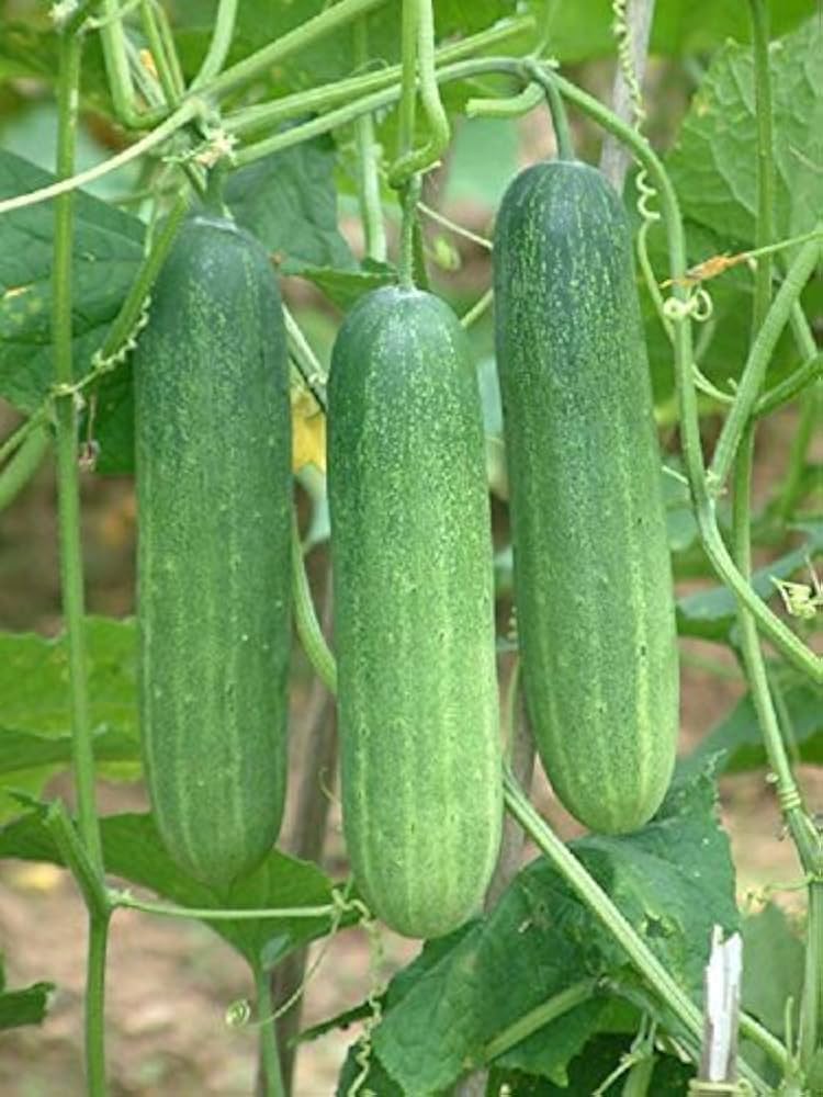 Super Reale F1 cucumber plants growing in garden