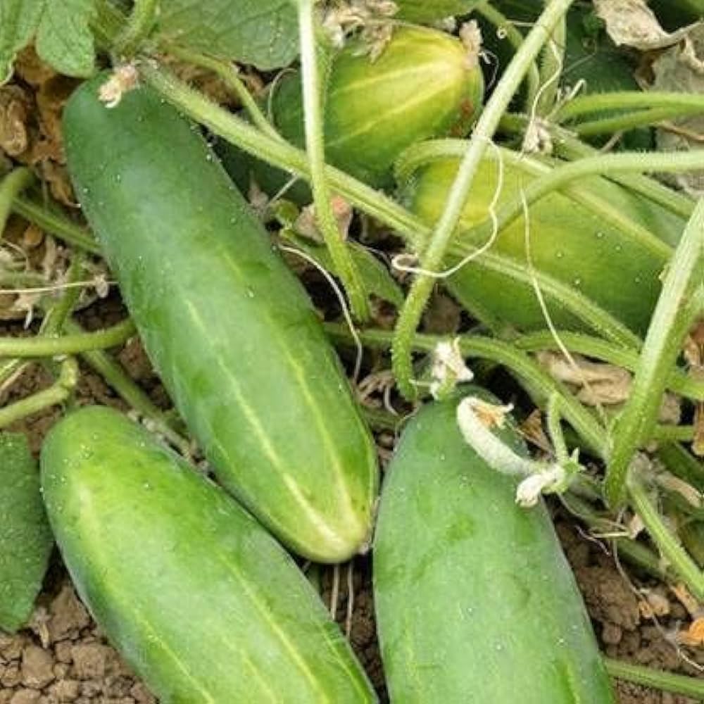 Super Reale F1 cucumber seeds for high-yield cucumbers