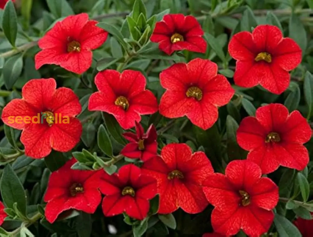 Superbells Petunia Seeds For Planting | Mixed Flower Variety