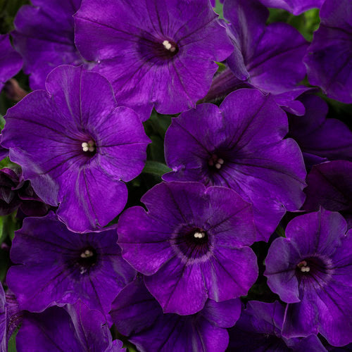 Hanging Petunia Flower Seeds For Planting Pink Violet - Perfect Colorful And Dynamic Gardens