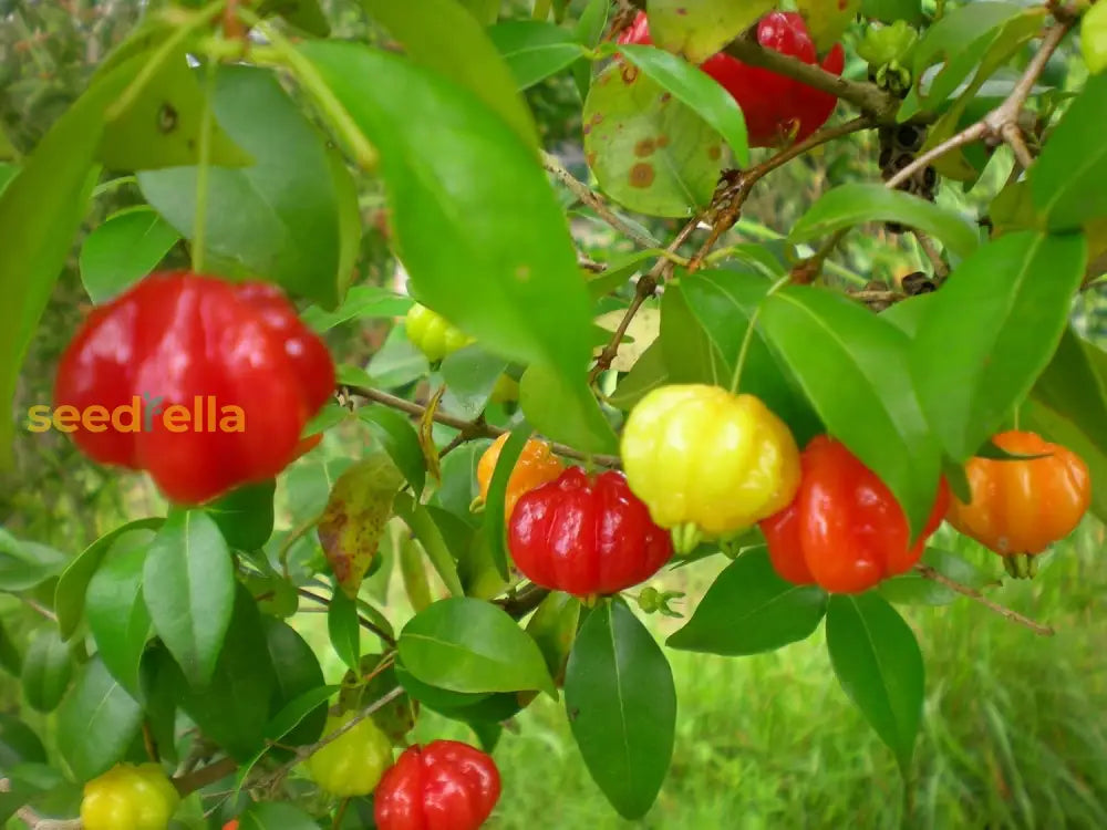 Surinam Fruit Planting Seeds - Exotic Berry Bush