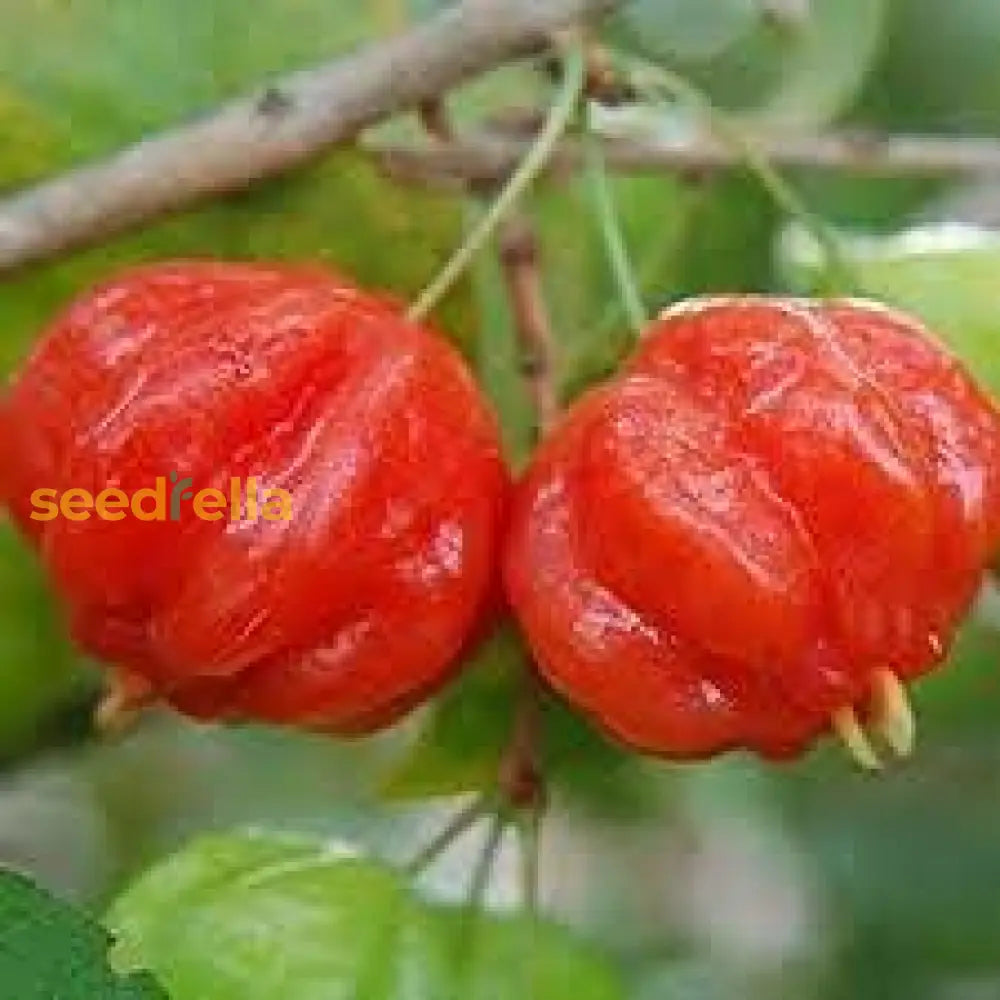 Surinam Fruit Planting Seeds - Exotic Berry Bush