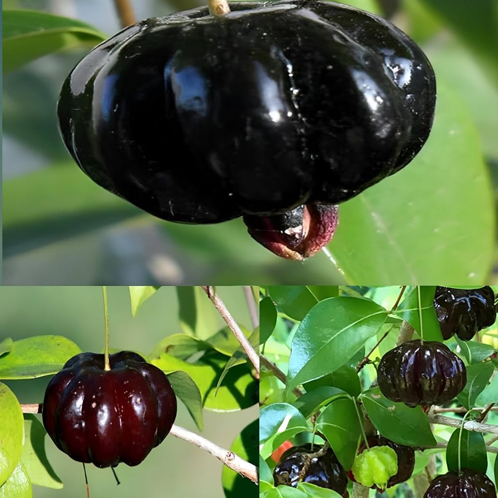 Suriname Cherry plant growing in a patio garden
